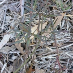 Clematis leptophylla at Bruce, ACT - 1 Jan 2001 12:00 AM