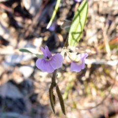 Hovea heterophylla (Common Hovea) at Aranda, ACT - 1 Jan 2001 by JanetRussell