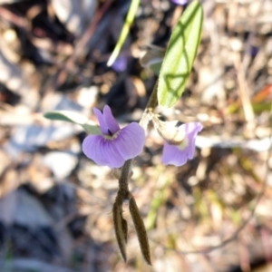 Hovea heterophylla at Aranda, ACT - 1 Jan 2001