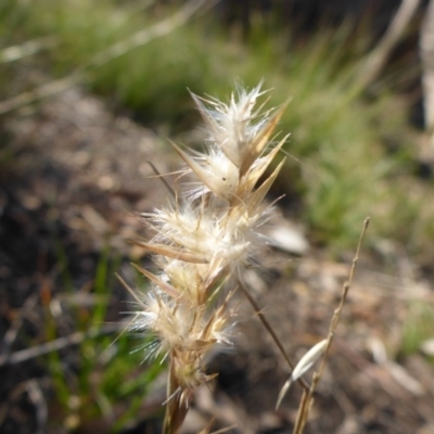 Rytidosperma sp. (Wallaby Grass) at Bruce, ACT - 1 Jan 2001 by JanetRussell