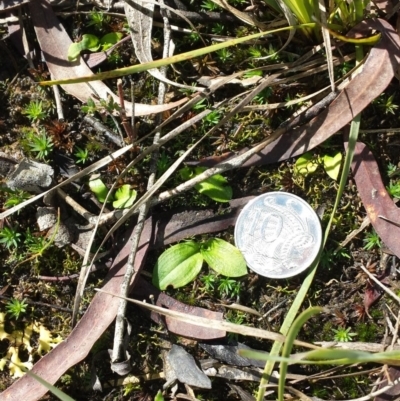 Chiloglottis trilabra at Black Mountain - 29 Aug 2015 by MattM