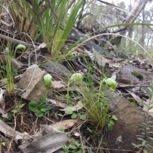 Pterostylis nutans at Acton, ACT - 27 Aug 2015