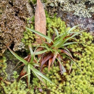 Luzula sp. at Yarrow, NSW - 28 Aug 2015 12:00 AM