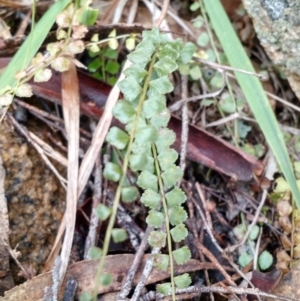 Asplenium flabellifolium at Yarrow, NSW - 28 Aug 2015