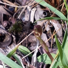 Chiloglottis trapeziformis at Bruce, ACT - suppressed