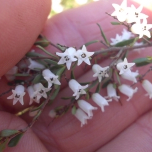 Cryptandra amara at Campbell, ACT - 31 Aug 2015