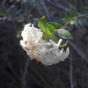 Pimelea linifolia at Majura, ACT - 31 Aug 2015 10:08 AM