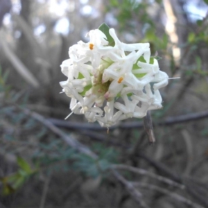 Pimelea linifolia at Majura, ACT - 31 Aug 2015 10:08 AM