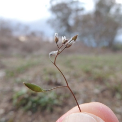 Erophila verna (Whitlow Grass) at Pine Island to Point Hut - 29 Aug 2015 by michaelb