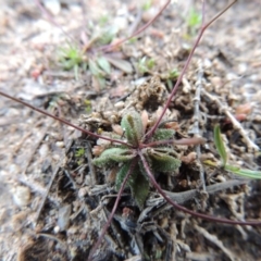 Erophila verna at Paddys River, ACT - 30 Aug 2015 12:00 AM