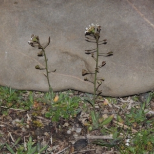 Capsella bursa-pastoris at Paddys River, ACT - 30 Aug 2015