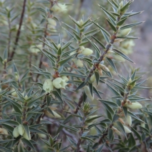 Melichrus urceolatus at Tennent, ACT - 29 Aug 2015