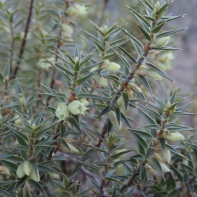 Melichrus urceolatus (Urn Heath) at Tennent, ACT - 28 Aug 2015 by michaelb