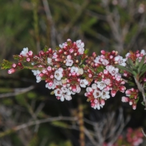 Micromyrtus ciliata at Tennent, ACT - 29 Aug 2015 12:00 AM