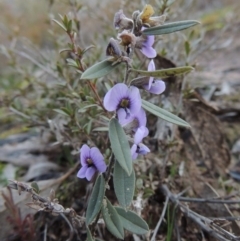 Hovea heterophylla (Common Hovea) at Tennent, ACT - 28 Aug 2015 by michaelb