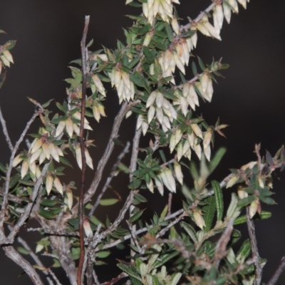 Leucopogon fletcheri subsp. brevisepalus (Twin Flower Beard-Heath) at Tennent, ACT - 28 Aug 2015 by michaelb