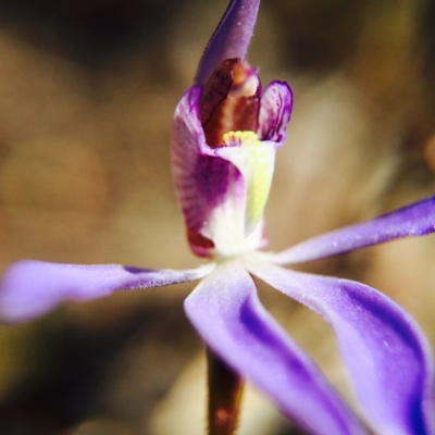 Cyanicula caerulea (Blue Fingers, Blue Fairies) at Gungahlin, ACT - 1 Sep 2015 by JasonC