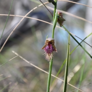 Calochilus platychilus at Acton, ACT - suppressed