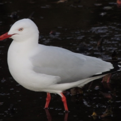 Chroicocephalus novaehollandiae (Silver Gull) at Canberra, ACT - 8 Jul 2015 by michaelb