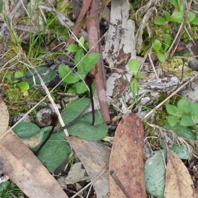 Cyrtostylis reniformis (Common Gnat Orchid) at Aranda Bushland - 25 Aug 2015 by MattM