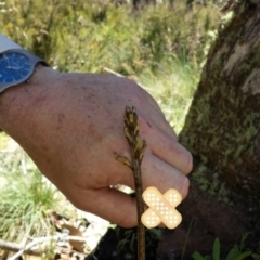 Gastrodia surcula (Snowgum potato orchid) at Cotter River, ACT - 25 Dec 2014 by MattM