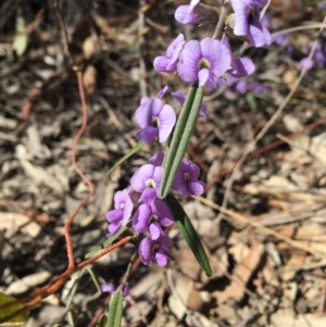 Hovea heterophylla at Bruce, ACT - 2 Sep 2015