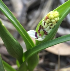 Wurmbea dioica subsp. dioica (Early Nancy) at Aranda, ACT - 2 Sep 2015 by JasonC