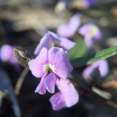 Hovea heterophylla (Common Hovea) at Aranda, ACT - 2 Sep 2015 by JasonC