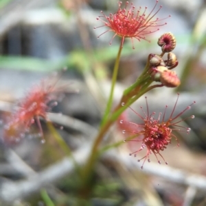 Drosera sp. at Aranda, ACT - 2 Sep 2015