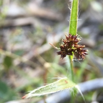 Luzula densiflora (Dense Wood-rush) at Aranda, ACT - 2 Sep 2015 by JasonC