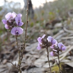 Hovea heterophylla (Common Hovea) at Conder, ACT - 2 Sep 2015 by michaelb