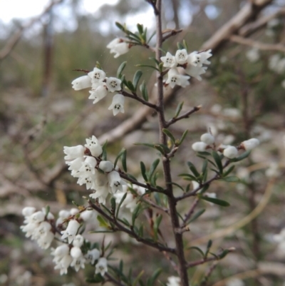 Cryptandra amara (Bitter Cryptandra) at Conder, ACT - 2 Sep 2015 by michaelb