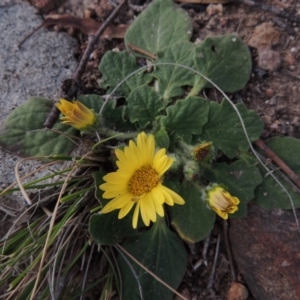 Cymbonotus sp. (preissianus or lawsonianus) at Conder, ACT - 2 Sep 2015 06:37 PM