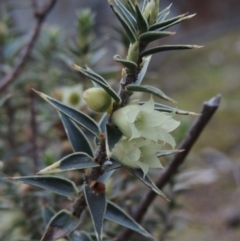 Melichrus urceolatus (Urn Heath) at Conder, ACT - 2 Sep 2015 by michaelb