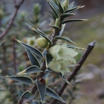 Melichrus urceolatus (Urn Heath) at Tuggeranong Hill - 2 Sep 2015 by michaelb