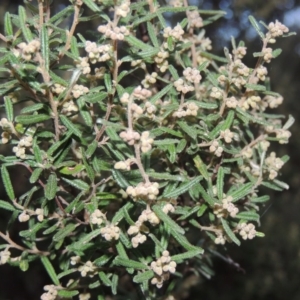 Pomaderris angustifolia at Conder, ACT - 2 Sep 2015