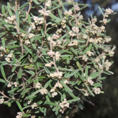 Pomaderris angustifolia (Pomaderris) at Tuggeranong Hill - 2 Sep 2015 by michaelb