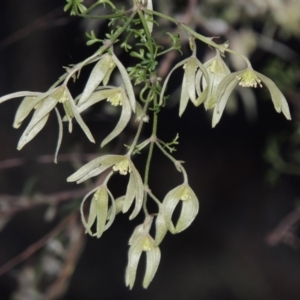 Clematis leptophylla at Conder, ACT - 2 Sep 2015