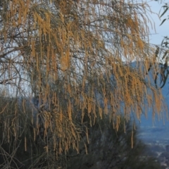 Allocasuarina verticillata (Drooping Sheoak) at Tuggeranong Hill - 2 Sep 2015 by michaelb