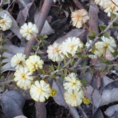 Acacia gunnii (Ploughshare Wattle) at Farrer, ACT - 16 Aug 2015 by Mike