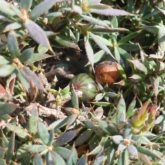 Astroloma humifusum (Cranberry Heath) at O'Malley, ACT - 20 Aug 2015 by Mike