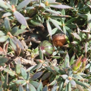 Styphelia humifusum at O'Malley, ACT - 21 Aug 2015 09:50 AM