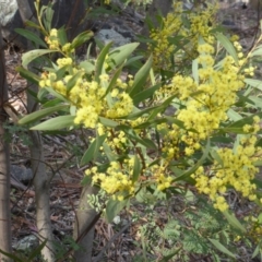 Acacia rubida (Red-stemmed Wattle, Red-leaved Wattle) at O'Malley, ACT - 21 Aug 2015 by Mike