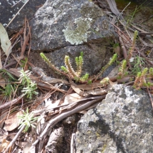 Crassula sieberiana at O'Malley, ACT - 21 Aug 2015