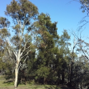 Casuarina cunninghamiana subsp. cunninghamiana at Symonston, ACT - 21 Aug 2015