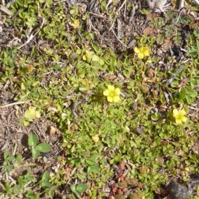 Oxalis sp. (Wood Sorrel) at Symonston, ACT - 21 Aug 2015 by Mike