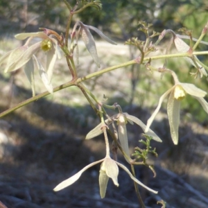 Clematis leptophylla at Isaacs, ACT - 31 Aug 2015