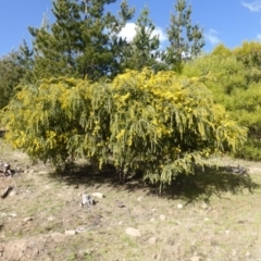 Acacia vestita (Hairy Wattle) at Isaacs, ACT - 31 Aug 2015 by Mike