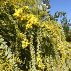 Acacia vestita at Isaacs, ACT - 31 Aug 2015