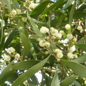 Acacia melanoxylon at Isaacs, ACT - 31 Aug 2015 02:27 PM